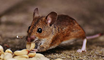 24 Hour & Emergency Exterminators in Lundys Lane, PA